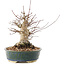 Acer palmatum, 20 cm, ± 25 anni