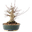 Acer palmatum, 20 cm, ± 25 ans