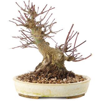 Acer palmatum, 16,5 cm, ± 25 jaar oud