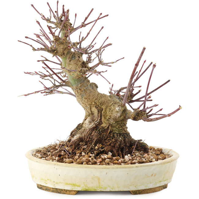 Acer palmatum, 16,5 cm, ± 25 anni