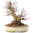 Acer palmatum, 16,5 cm, ± 25 ans