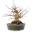 Acer palmatum, 20 cm, ± 25 jaar oud