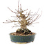 Acer palmatum, 20 cm, ± 25 Jahre alt