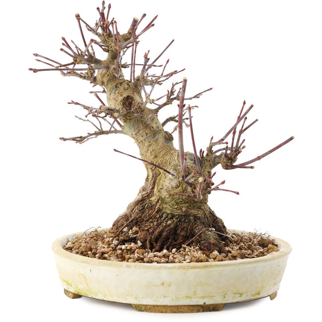 Acer palmatum, 16,5 cm, ± 25 años