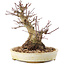 Acer palmatum, 16,5 cm, ± 25 ans