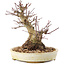 Acer palmatum, 16,5 cm, ± 25 years old