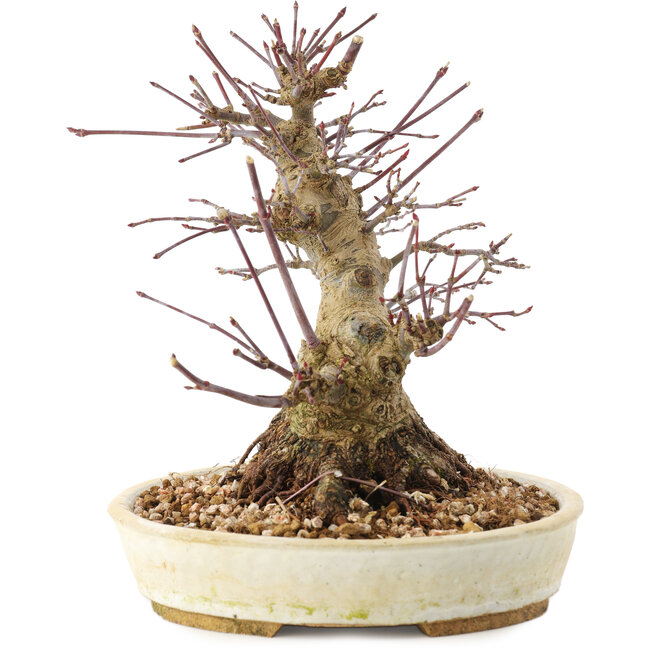 Acer palmatum, 16,5 cm, ± 25 jaar oud