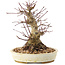 Acer palmatum, 16,5 cm, ± 25 ans