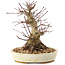 Acer palmatum, 16,5 cm, ± 25 years old