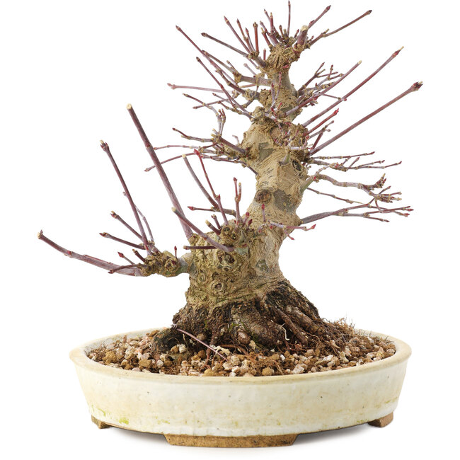 Acer palmatum, 16,5 cm, ± 25 years old