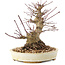 Acer palmatum, 16,5 cm, ± 25 años