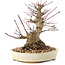 Acer palmatum, 16,5 cm, ± 25 ans