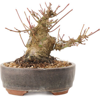 Acer palmatum, 10,5 cm, ± 25 ans