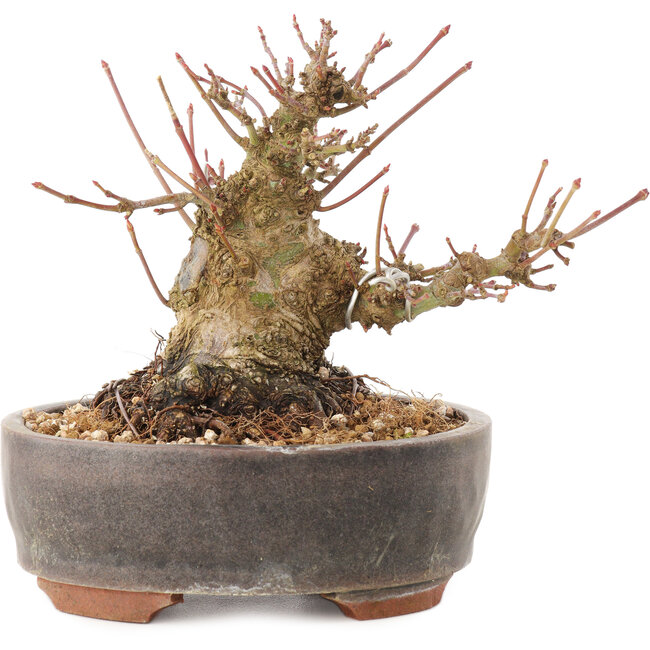 Acer palmatum, 10,5 cm, ± 25 jaar oud