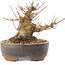 Acer palmatum, 10,5 cm, ± 25 anni