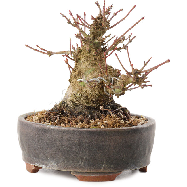 Acer palmatum, 10,5 cm, ± 25 años