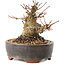 Acer palmatum, 10,5 cm, ± 25 anni