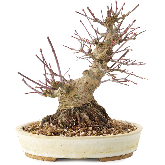 Acer palmatum, 16,5 cm, ± 25 años