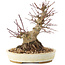 Acer palmatum, 16,5 cm, ± 25 ans