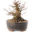 Acer palmatum, 10,5 cm, ± 25 ans