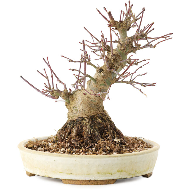 Acer palmatum, 16,5 cm, ± 25 años