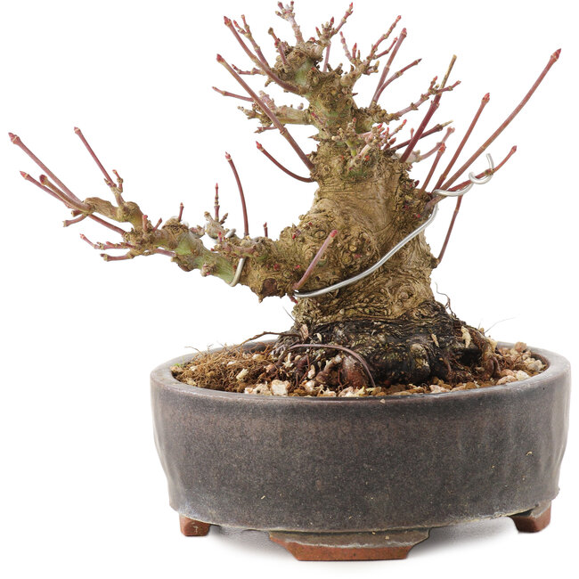 Acer palmatum, 10,5 cm, ± 25 ans