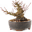 Acer palmatum, 10,5 cm, ± 25 anni