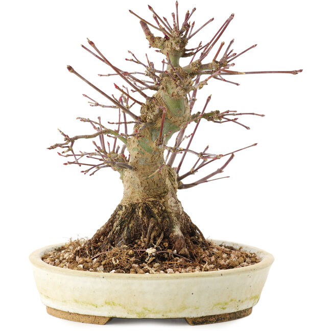 Acer palmatum, 16,5 cm, ± 25 ans