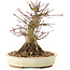Acer palmatum, 16,5 cm, ± 25 anni