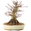 Acer palmatum, 16,5 cm, ± 25 ans