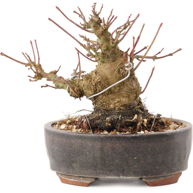 Acer palmatum, 10,5 cm, ± 25 Jahre alt