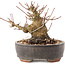 Acer palmatum, 10,5 cm, ± 25 jaar oud