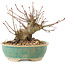 Acer palmatum, 11 cm, ± 25 Jahre alt