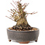 Acer palmatum, 10,5 cm, ± 25 anni