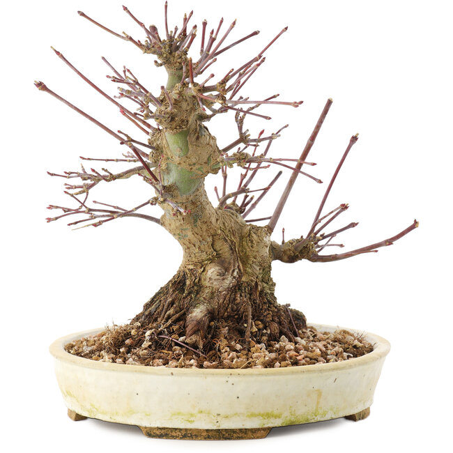 Acer palmatum, 16,5 cm, ± 25 ans