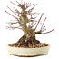 Acer palmatum, 16,5 cm, ± 25 jaar oud