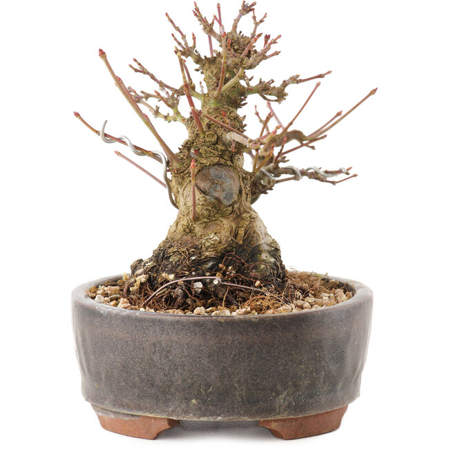 Acer palmatum, 10,5 cm, ± 25 jaar oud