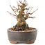 Acer palmatum, 10,5 cm, ± 25 anni