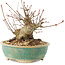 Acer palmatum, 11 cm, ± 25 ans