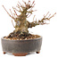 Acer palmatum, 10,5 cm, ± 25 ans