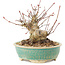 Acer palmatum, 11 cm, ± 25 ans