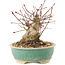 Acer palmatum, 11 cm, ± 25 ans