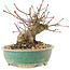 Acer palmatum, 11 cm, ± 25 Jahre alt