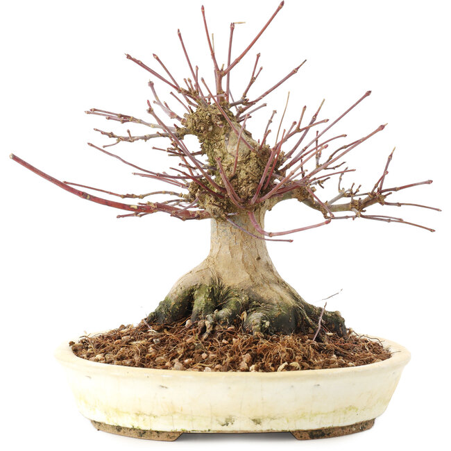 Acer palmatum, 16 cm, ± 25 jaar oud