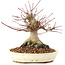 Acer palmatum, 16 cm, ± 25 anni