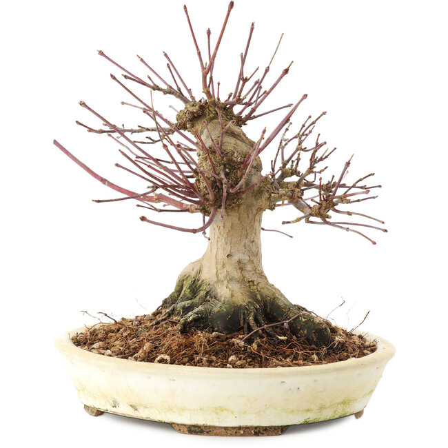 Acer palmatum, 16 cm, ± 25 ans