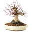 Acer palmatum, 16 cm, ± 25 anni