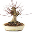 Acer palmatum, 16 cm, ± 25 jaar oud