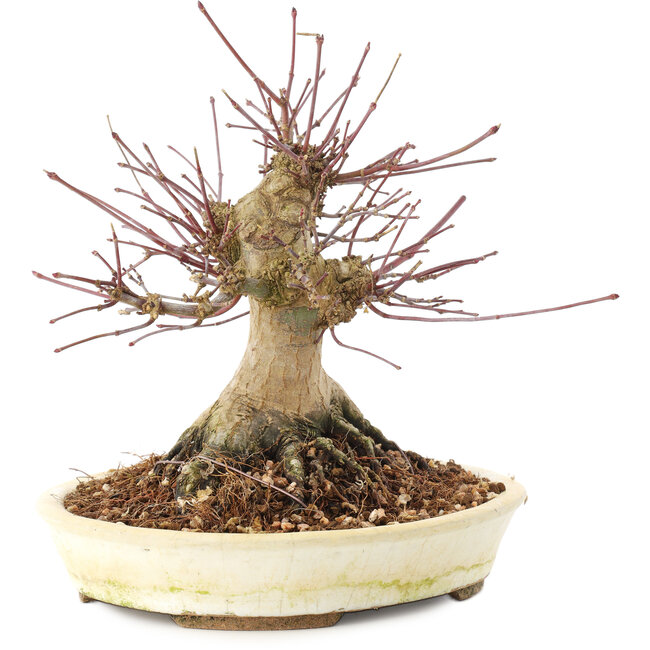 Acer palmatum, 16 cm, ± 25 Jahre alt