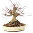 Acer palmatum, 16 cm, ± 25 ans